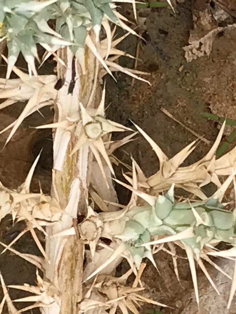 Cornulaca aucheri bark