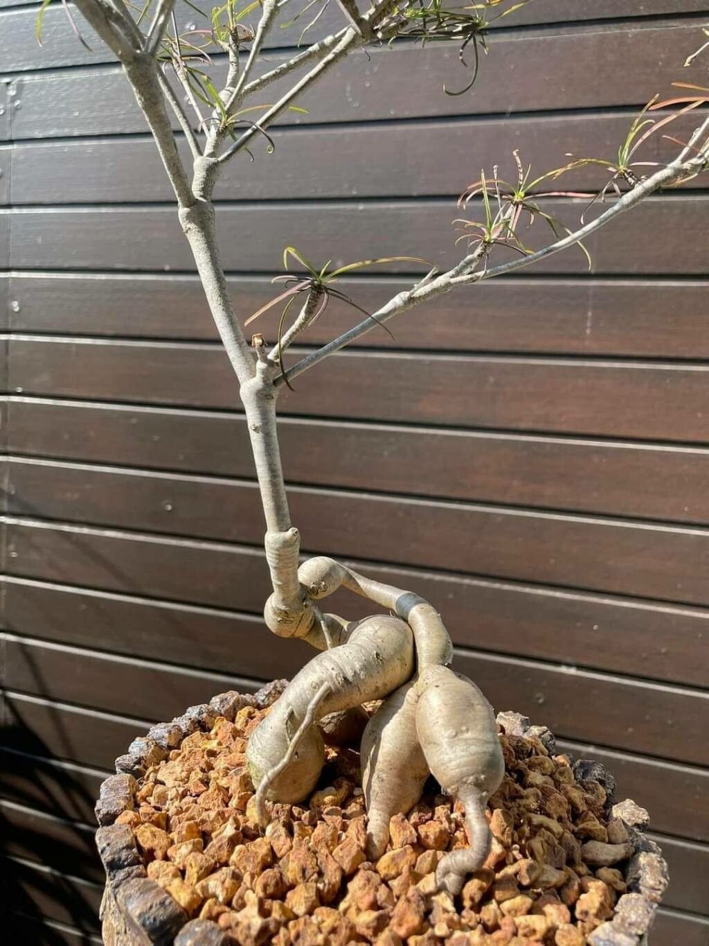 Euphorbia hedyotoides bark