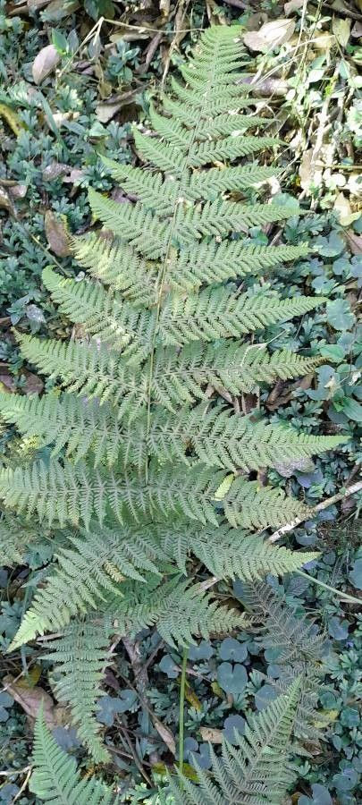 Pteridium arachnoideum habit