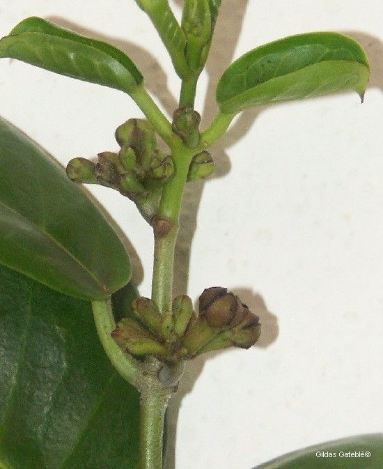 Marsdenia nigriflora bark