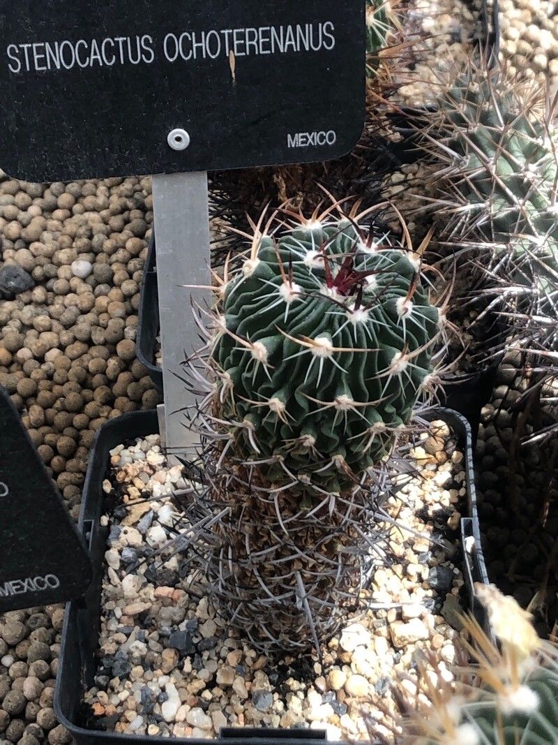 Stenocactus ochoterenianus — houseplant care guide