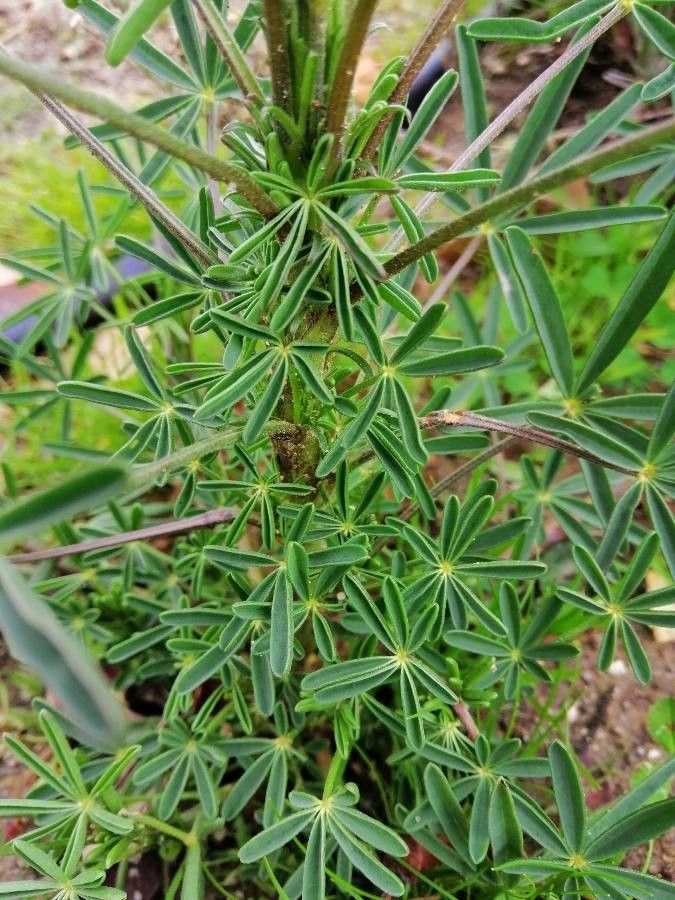 Lupinus angustifolius leaf