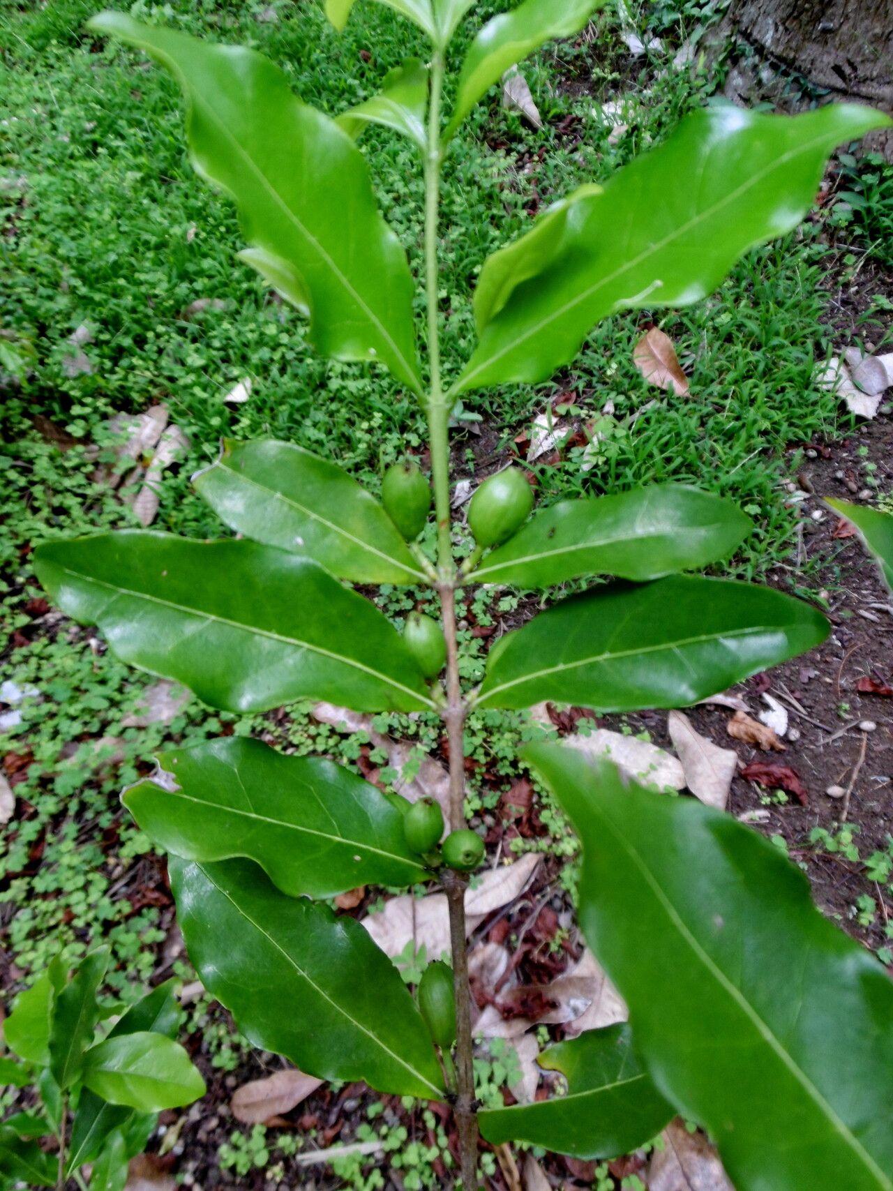 Coffea racemosa fruit