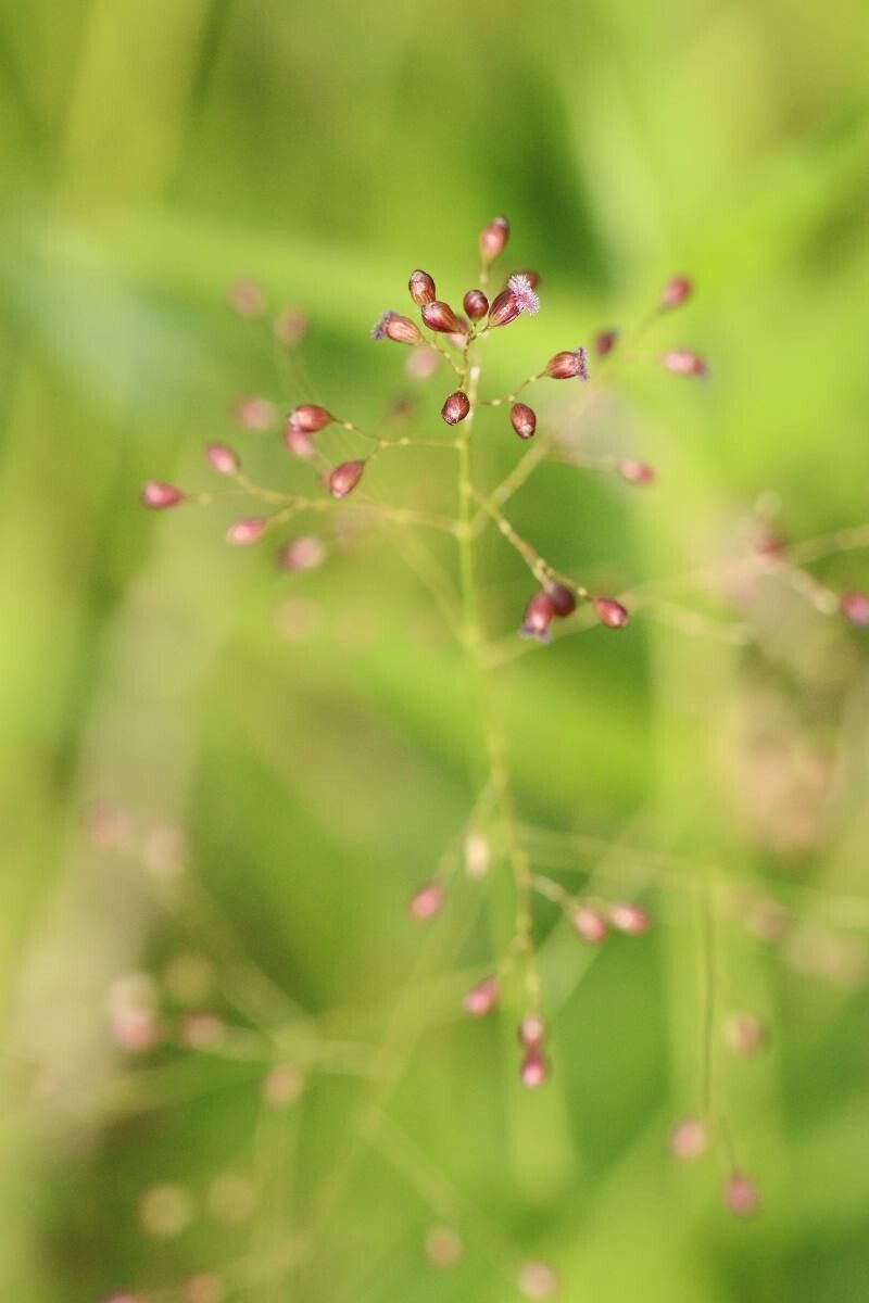 Isachne globosa — houseplant care guide