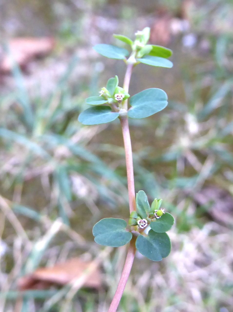Euphorbia serpens flower