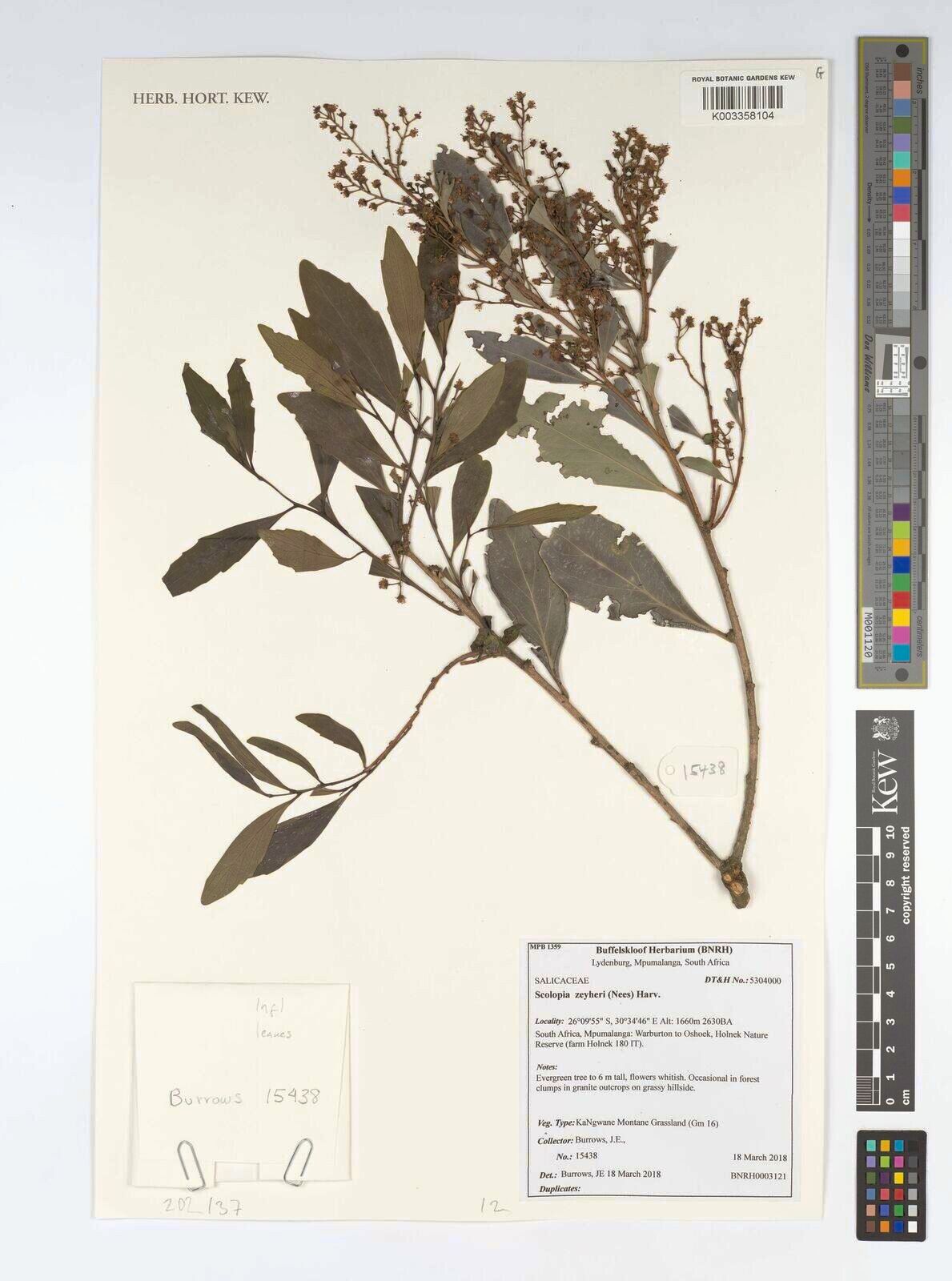 Scolopia madagascariensis — related species from the same genus