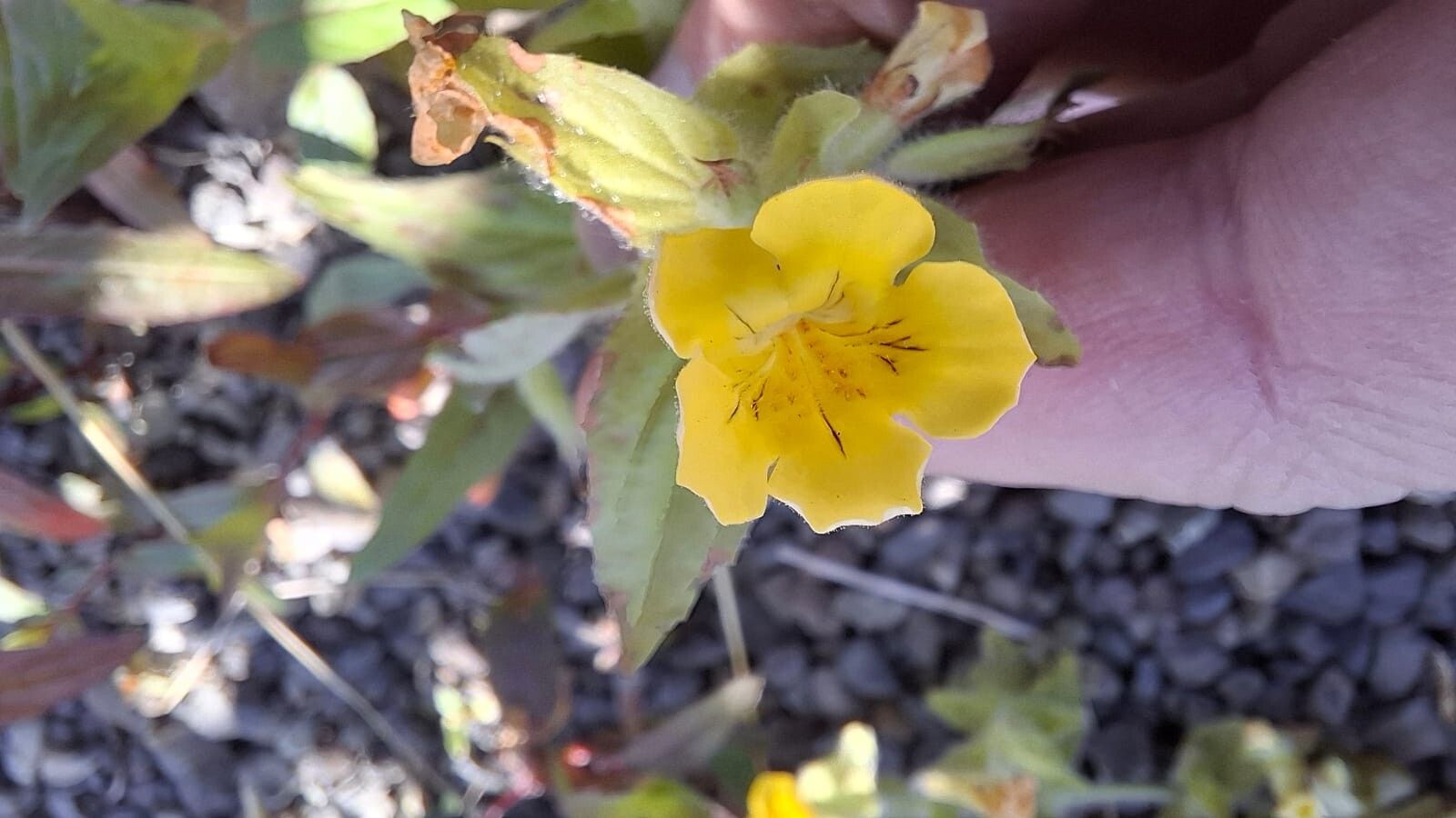 Erythranthe moschata flower