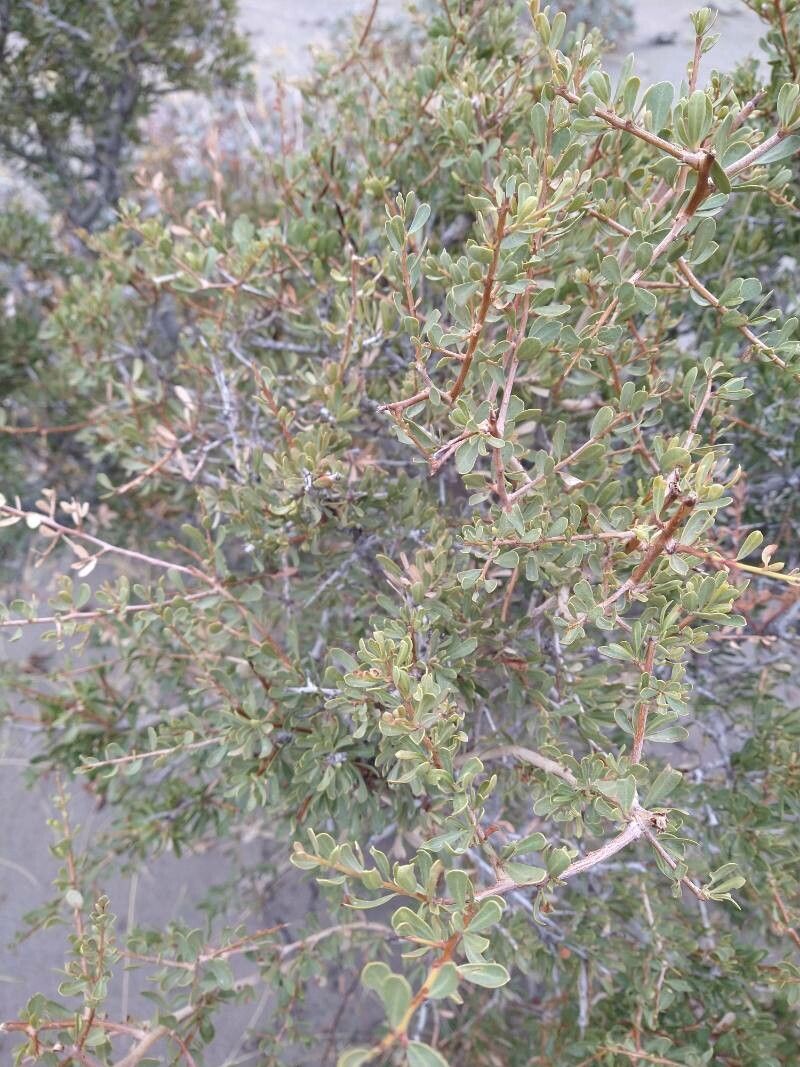 Schinus johnstonii — related species from the same genus