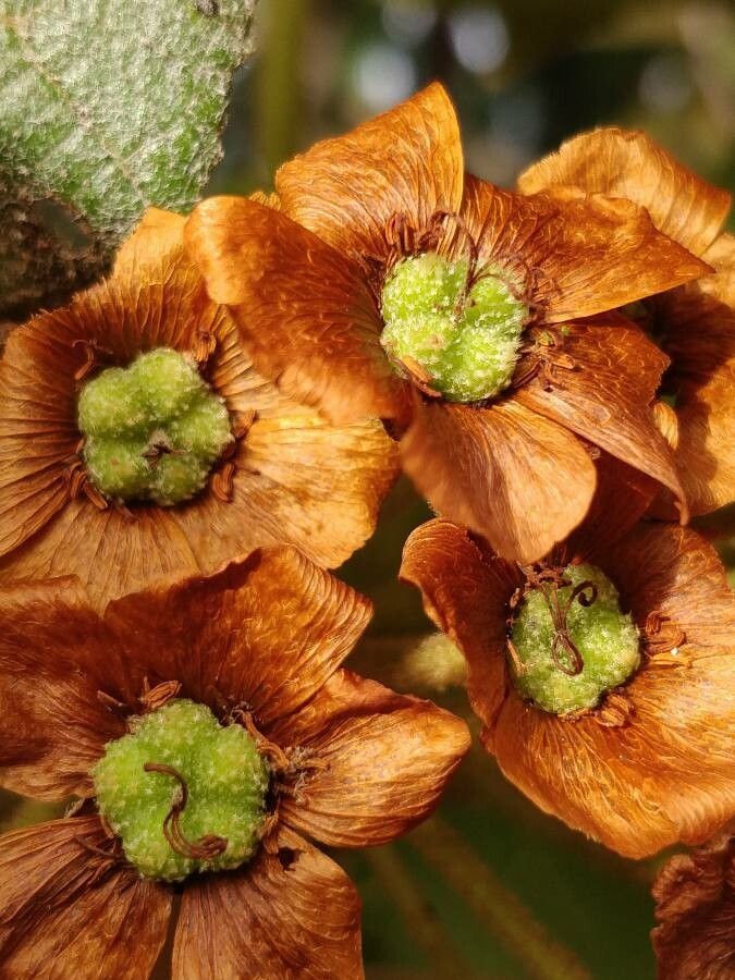 Dombeya reclinata flower