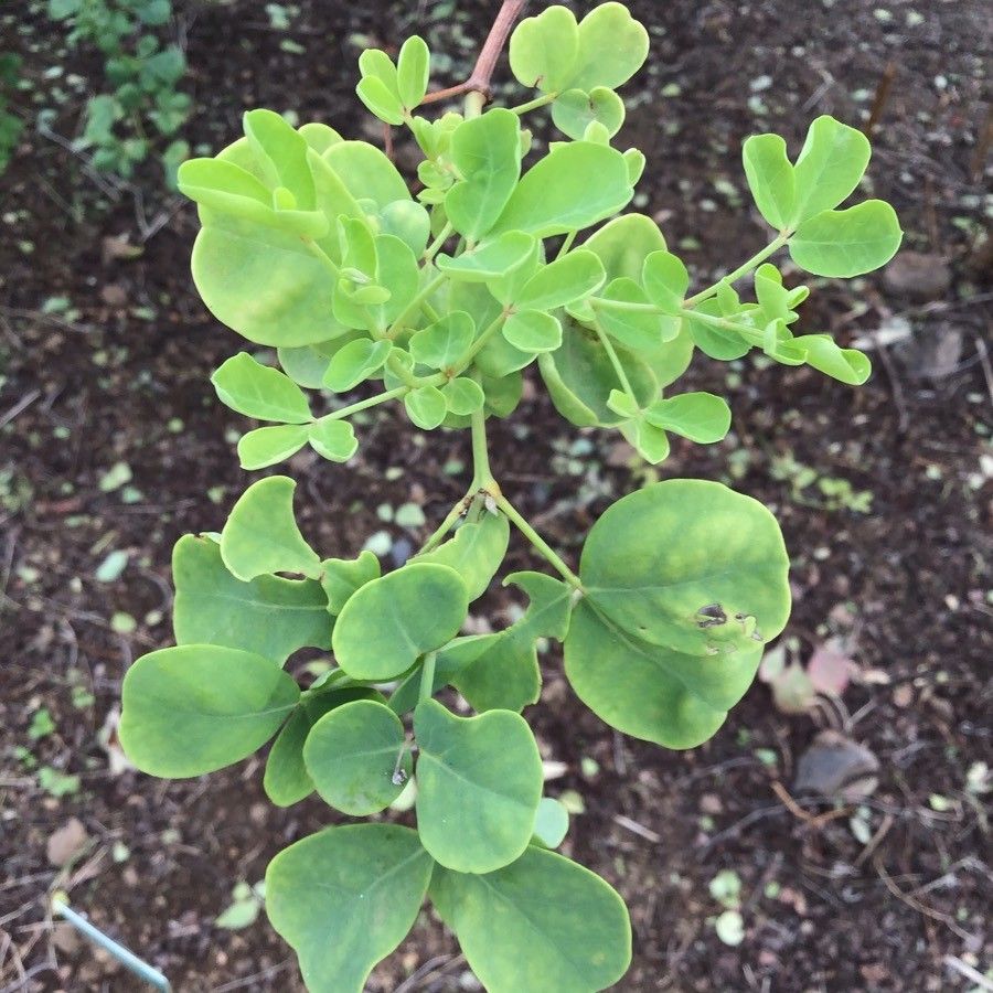 Dorycnium broussonetii — related species from the same genus