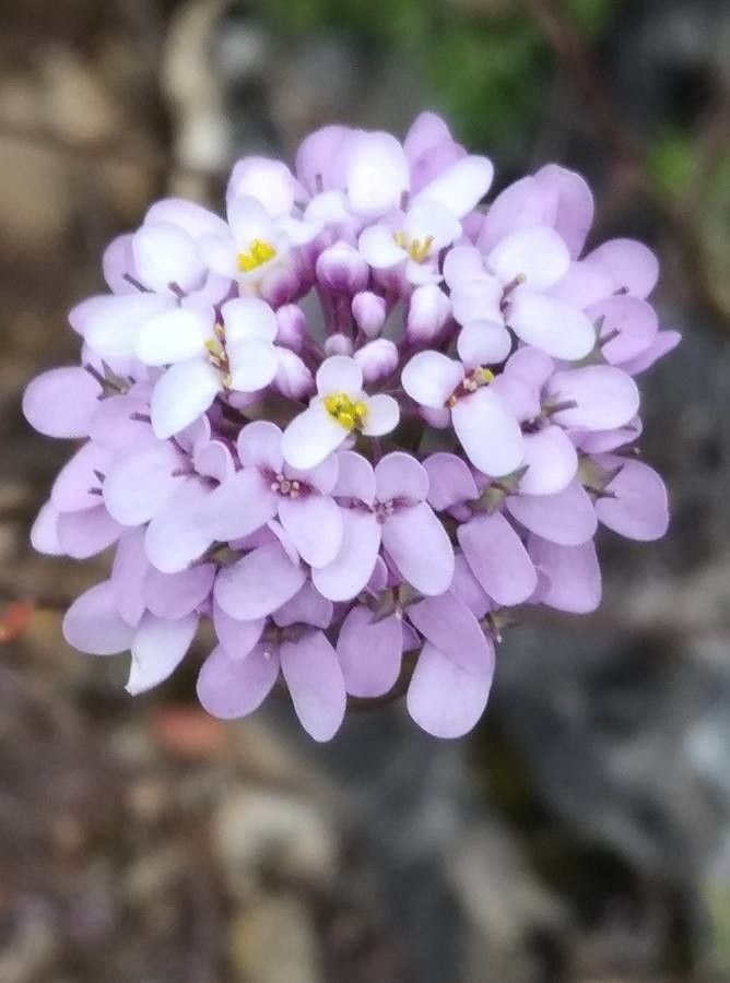 Iberis contracta flower