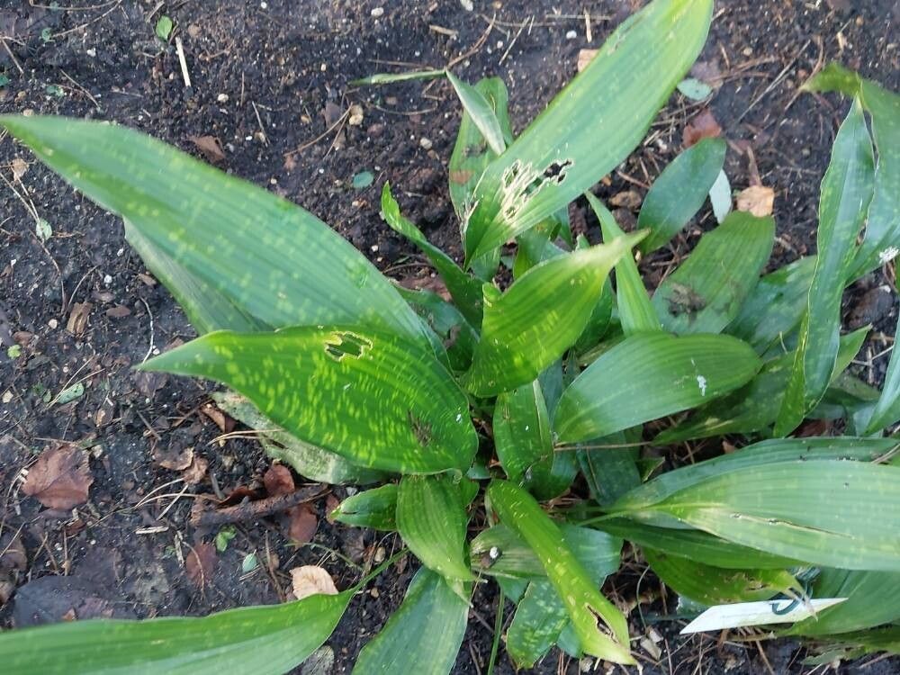 Aspidistra patentiloba — search result for 'Aspidistra'