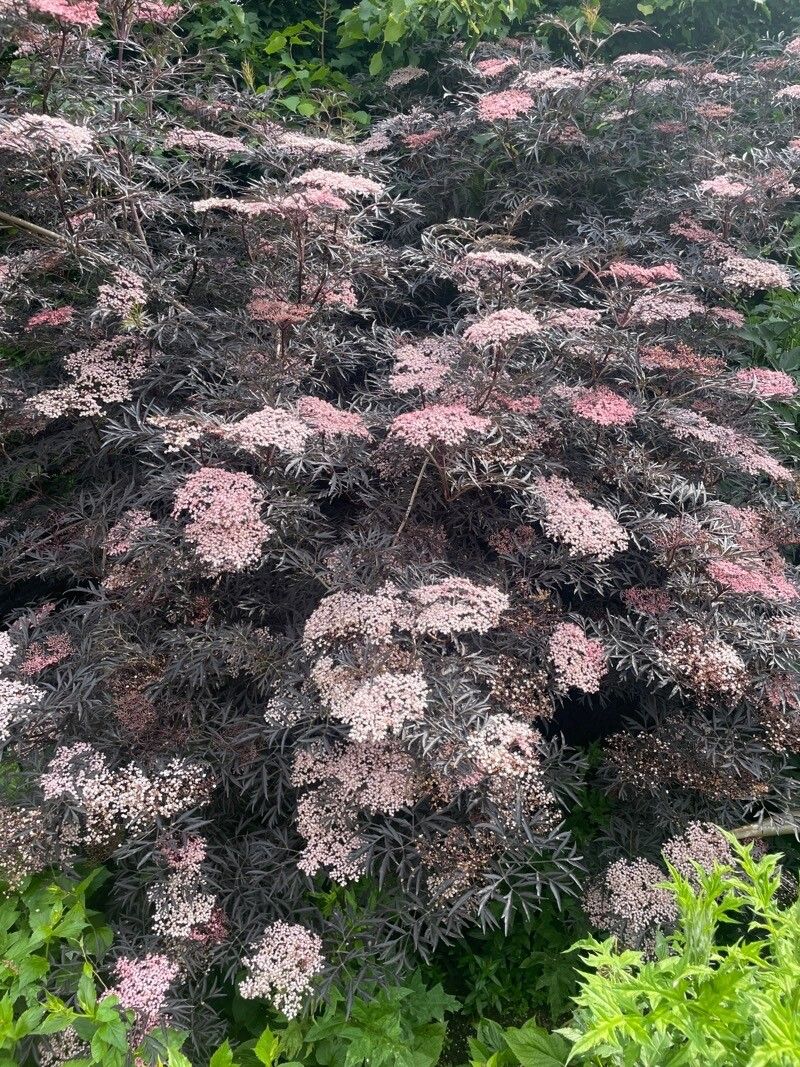Eriogonum arborescens leaf