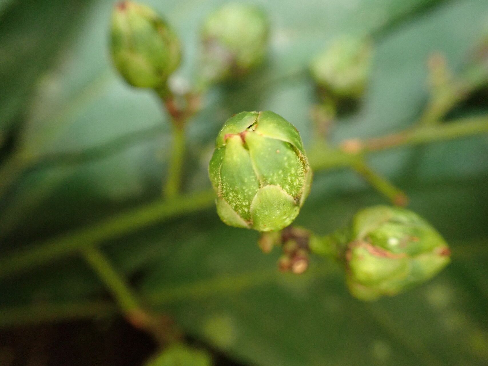 Rinorea welwitschii fruit