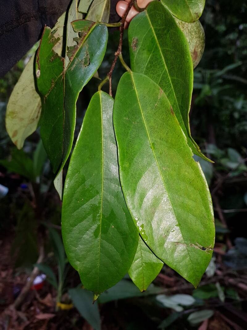 Annona amazonica — related species from the same genus