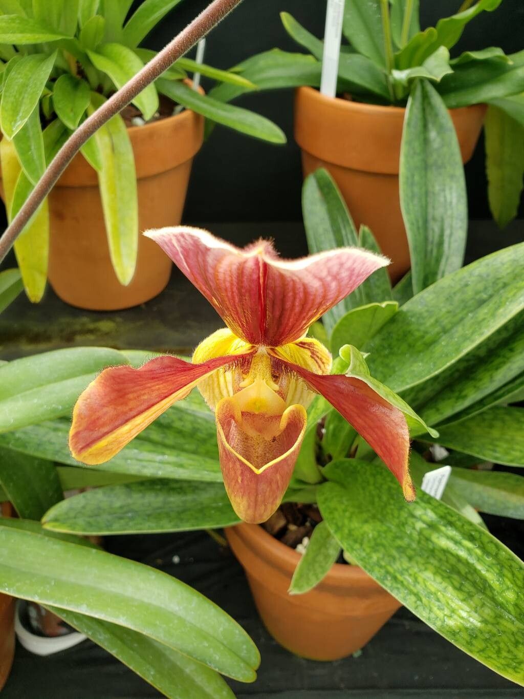 Paphiopedilum superbiens flower