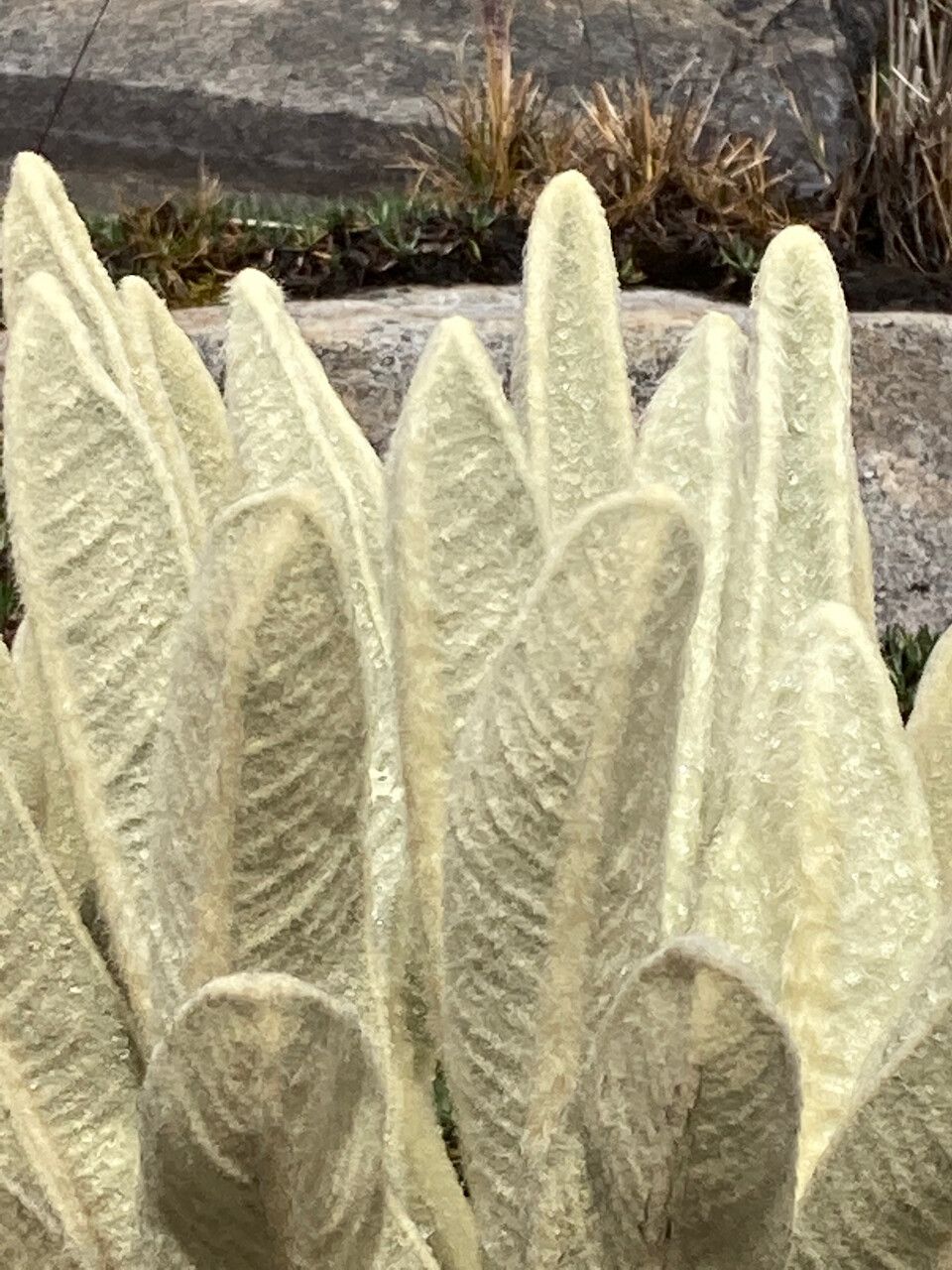 Espeletia lopezii leaf