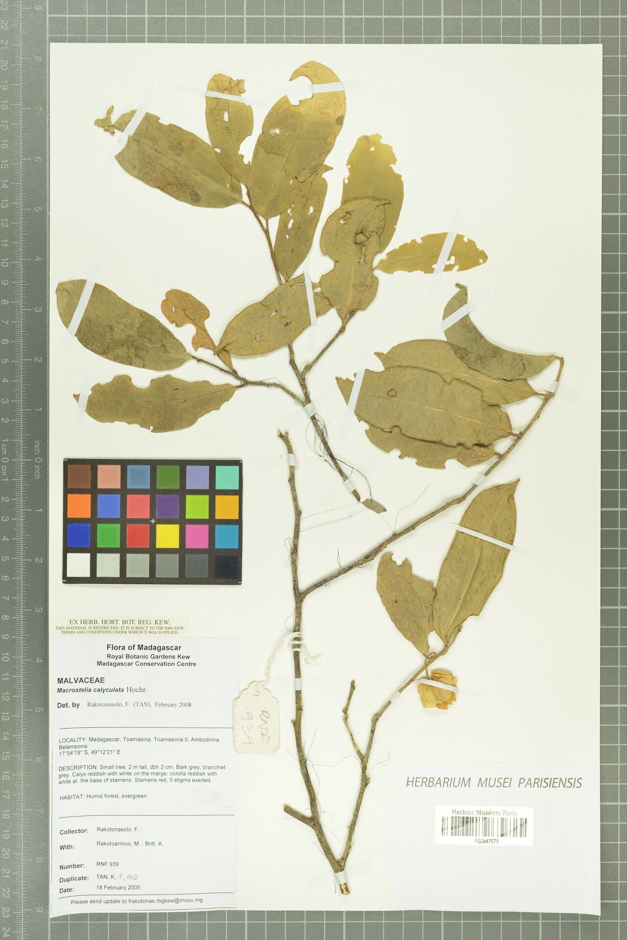 Hibiscus calyculatus — houseplant care guide