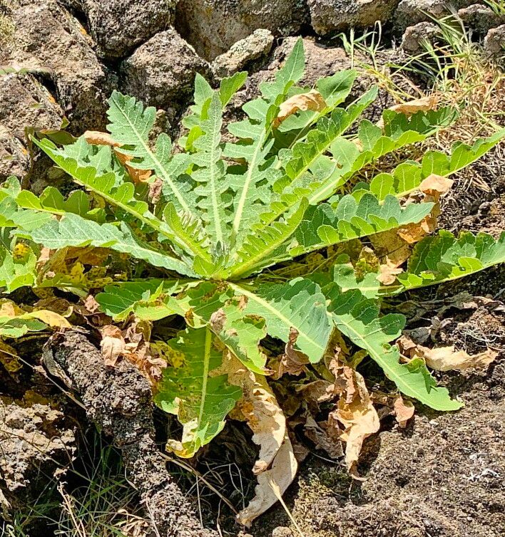 Sonchus daltonii — search result for 'Sonchus'