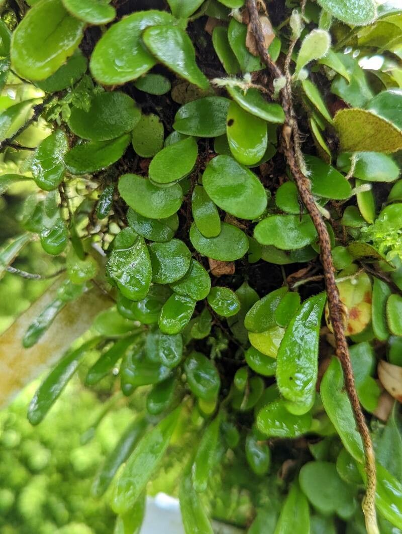 Pyrrosia nummulariifolia leaf