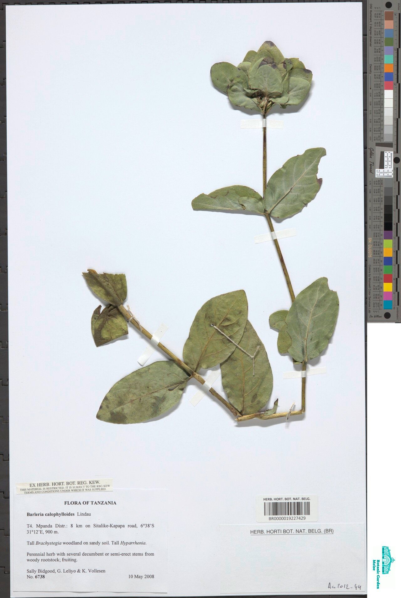 Barleria calophylloides — houseplant care guide