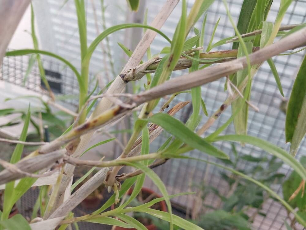 Dendrobium linawianum leaf