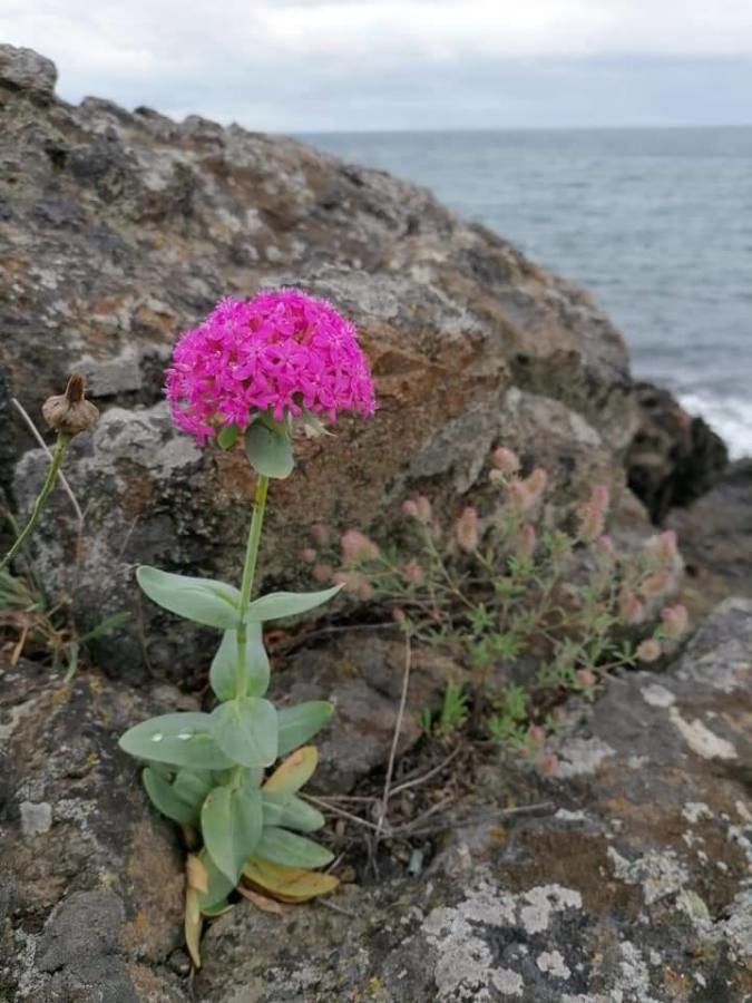 Silene compacta flower