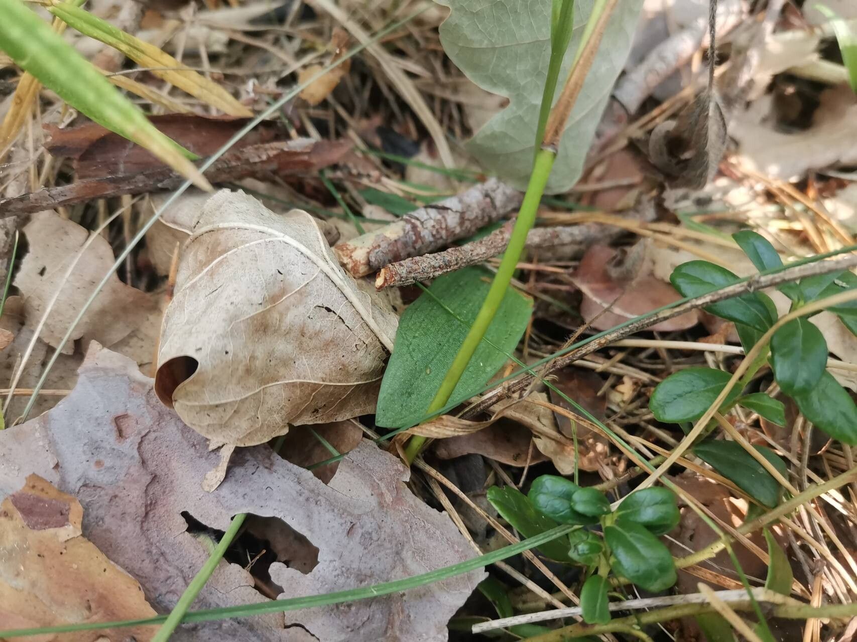 Hemipilia cucullata leaf