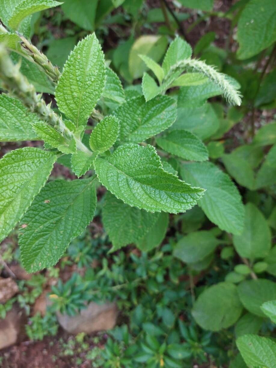 Stachytarpheta mutabilis leaf