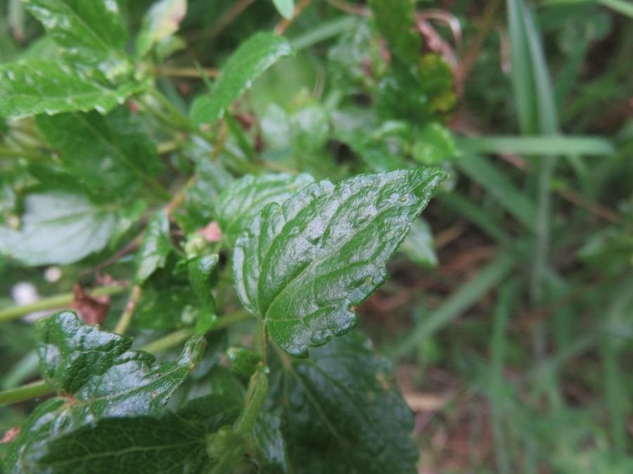 Ageratina glechonophylla