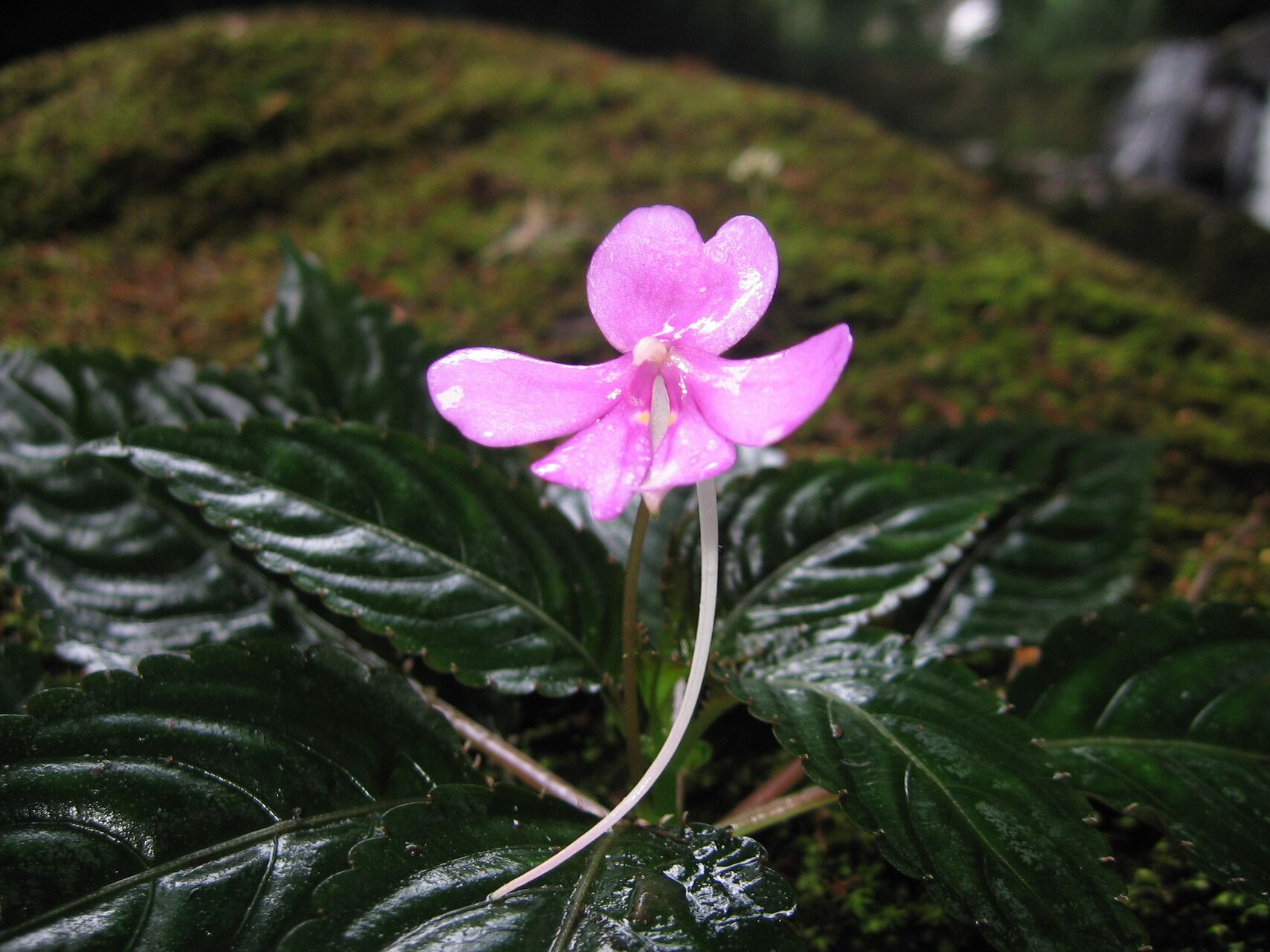 Impatiens raphidothrix flower