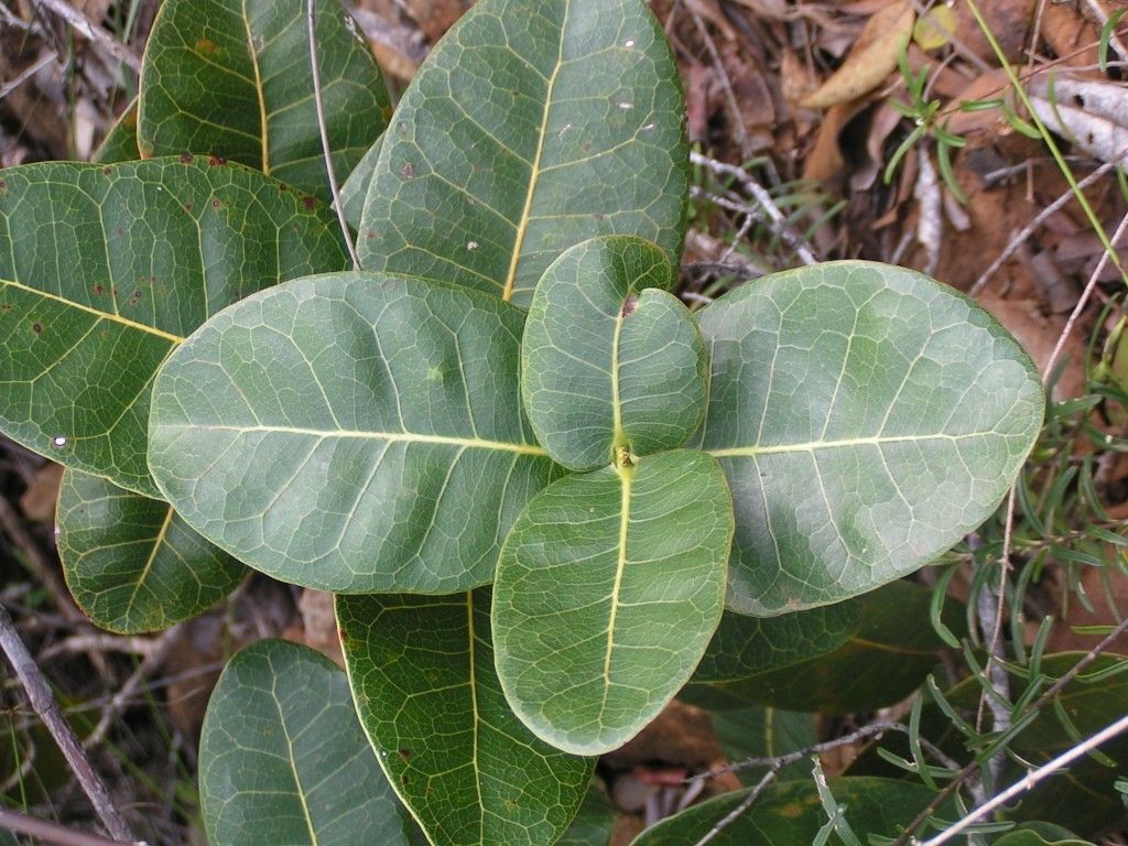 Pycnandra amplexicaulis — related species from the same genus