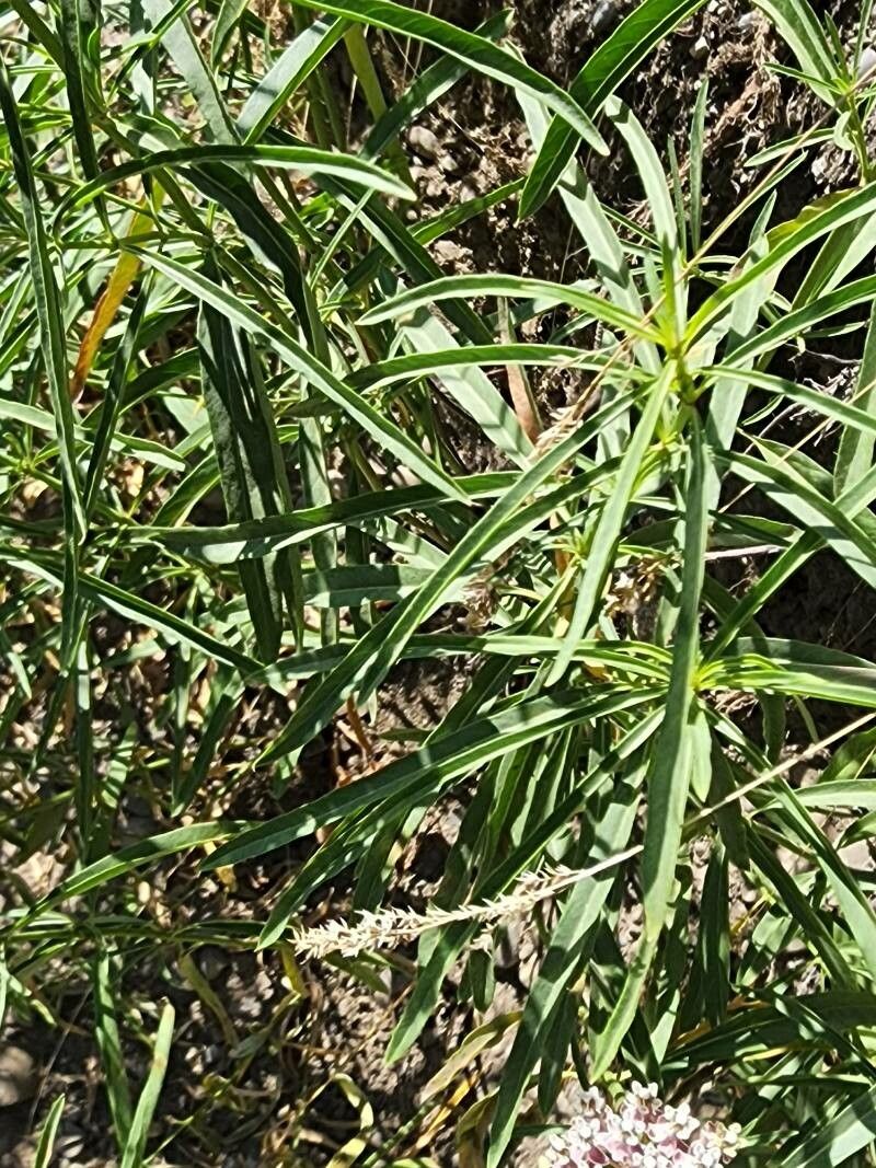 Asclepias fascicularis leaf
