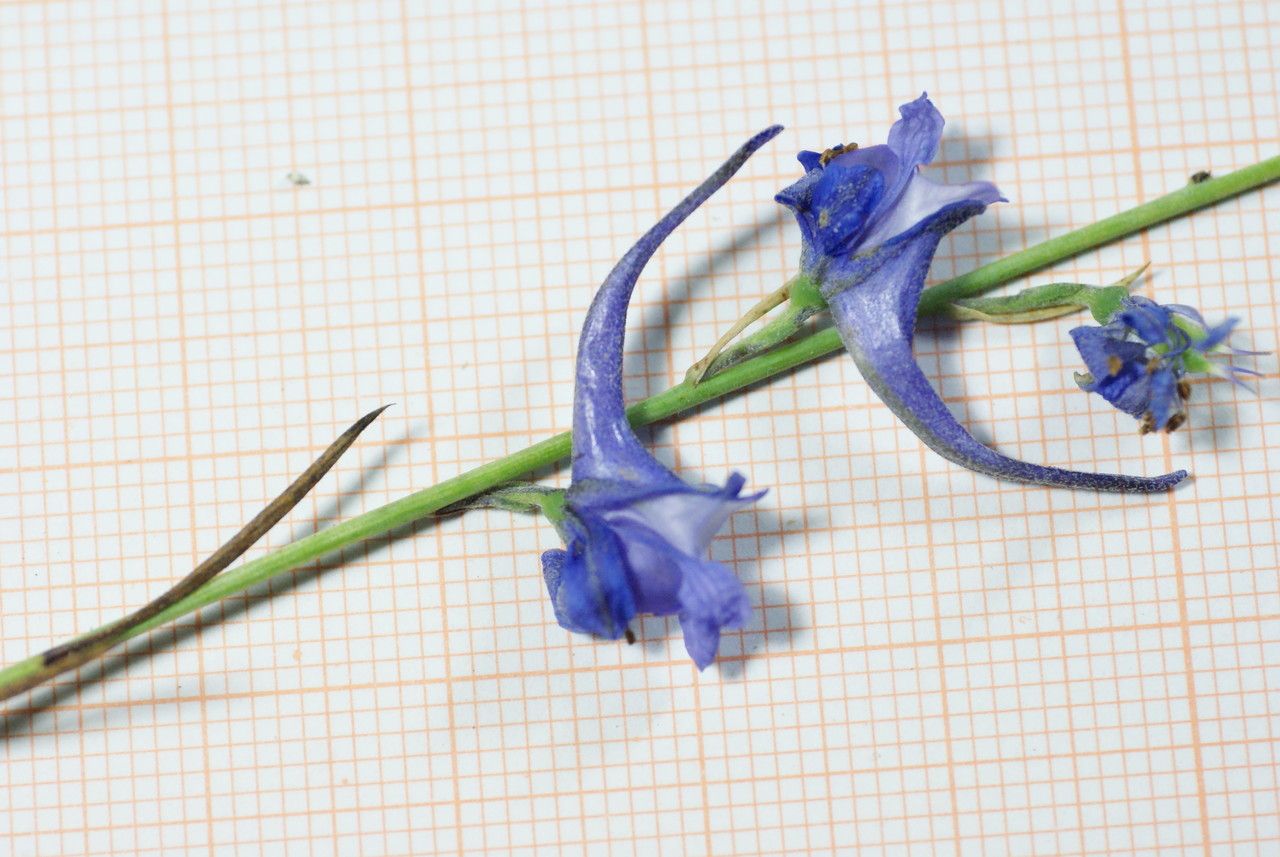 Delphinium nanum — search result for 'Delphinium'