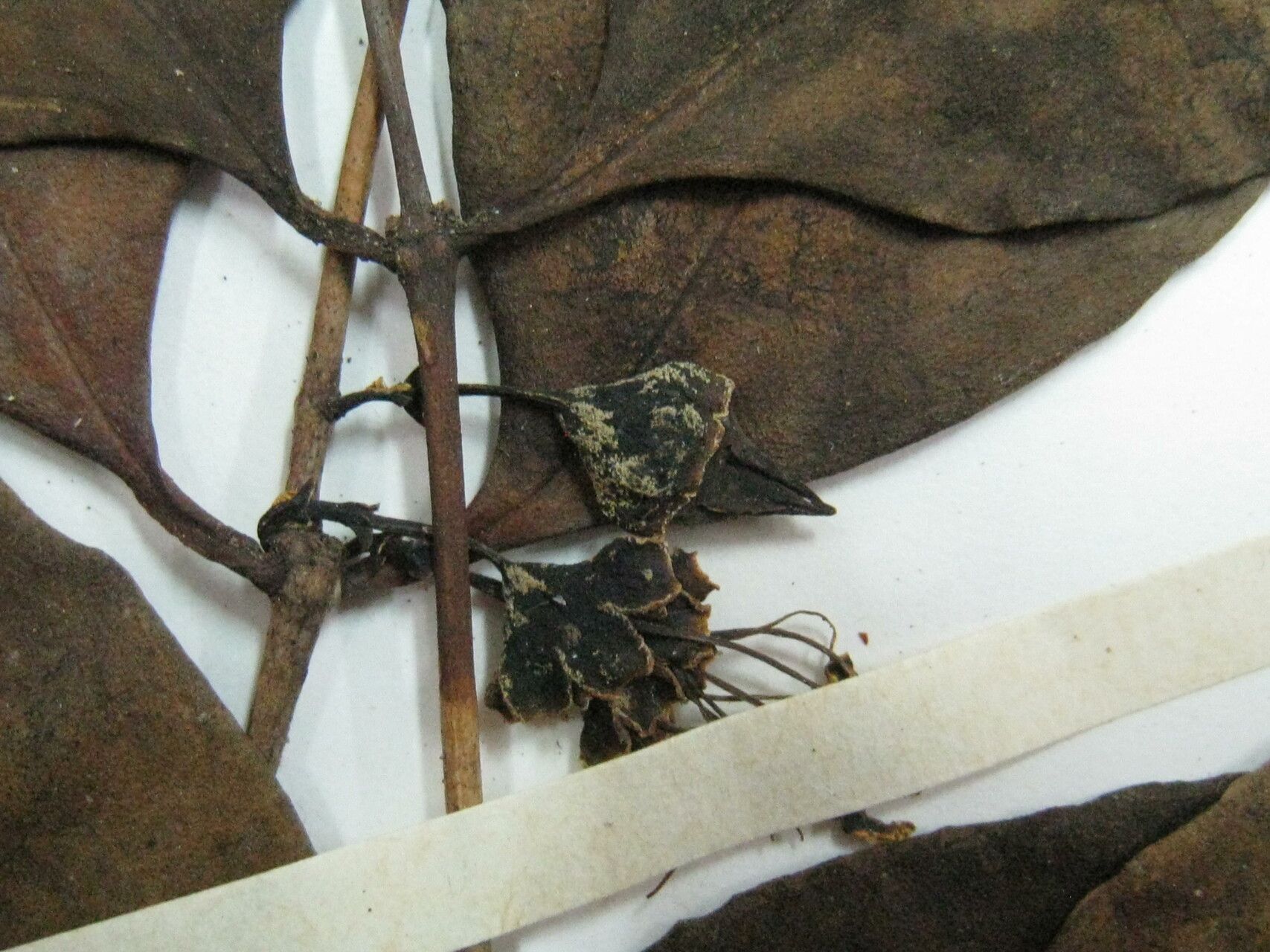 Mouriri oligantha — search result for 'Mouriri'