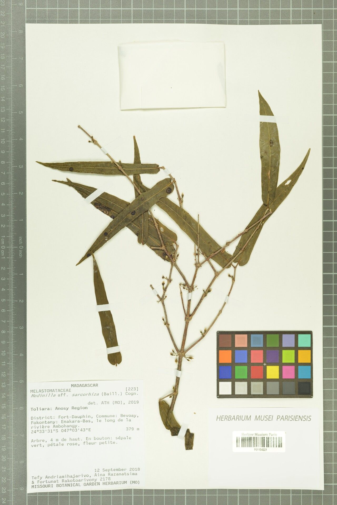 Medinilla sarcorhiza — search result for 'Medinilla'