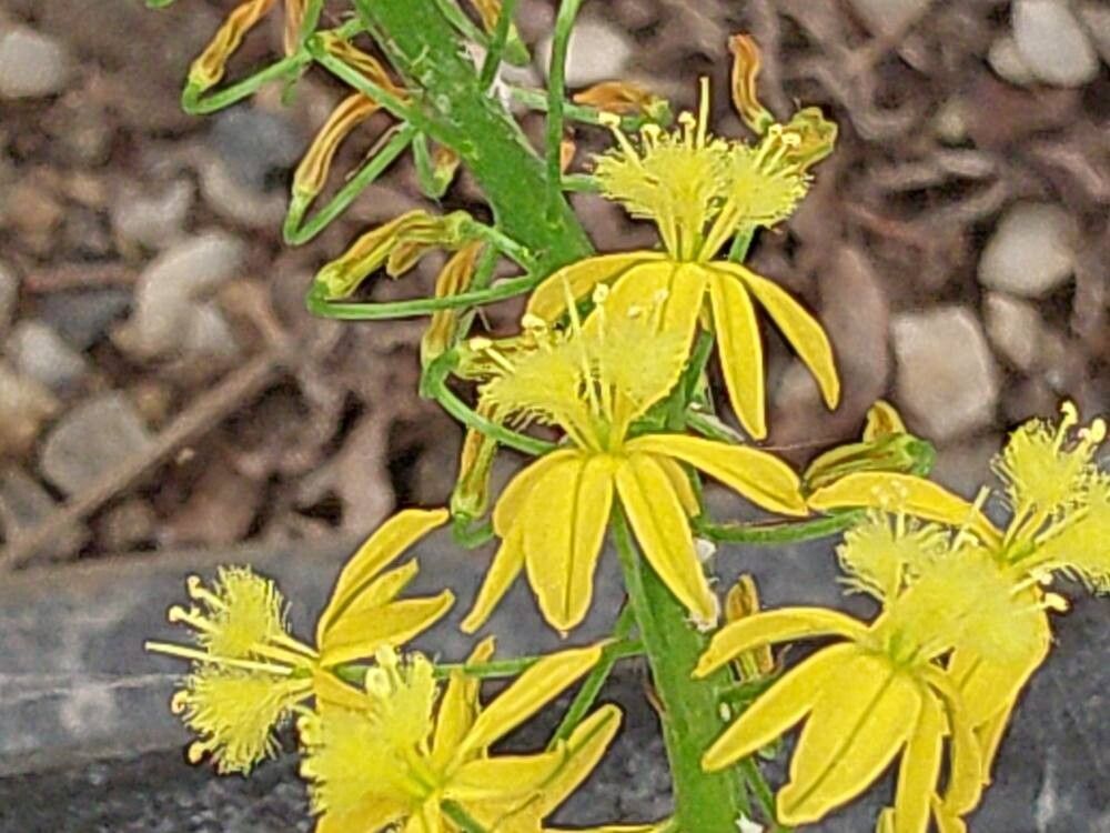 Bulbine latifolia flower