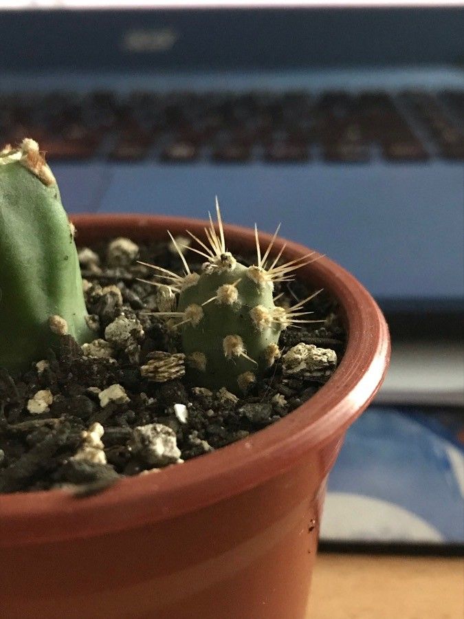 Maihueniopsis ovata bark