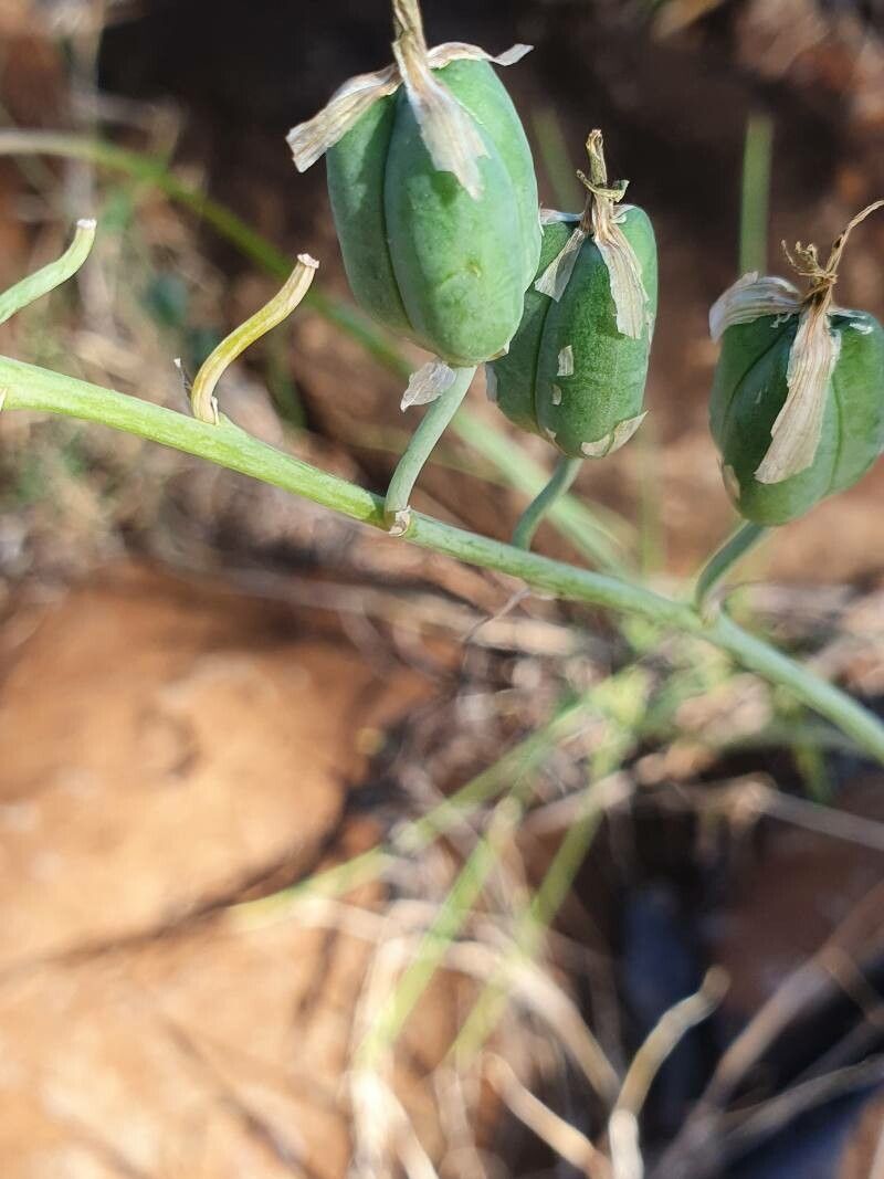 Dipcadi viride fruit