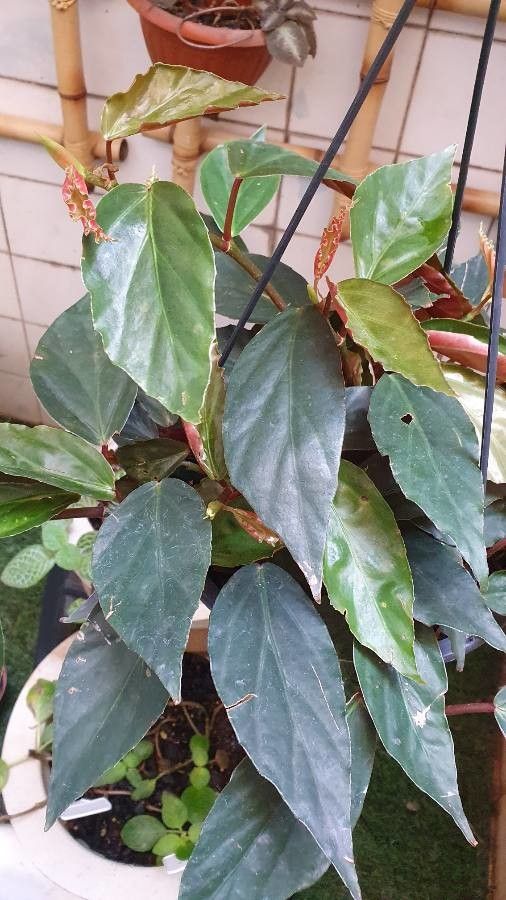 Begonia radicans leaf