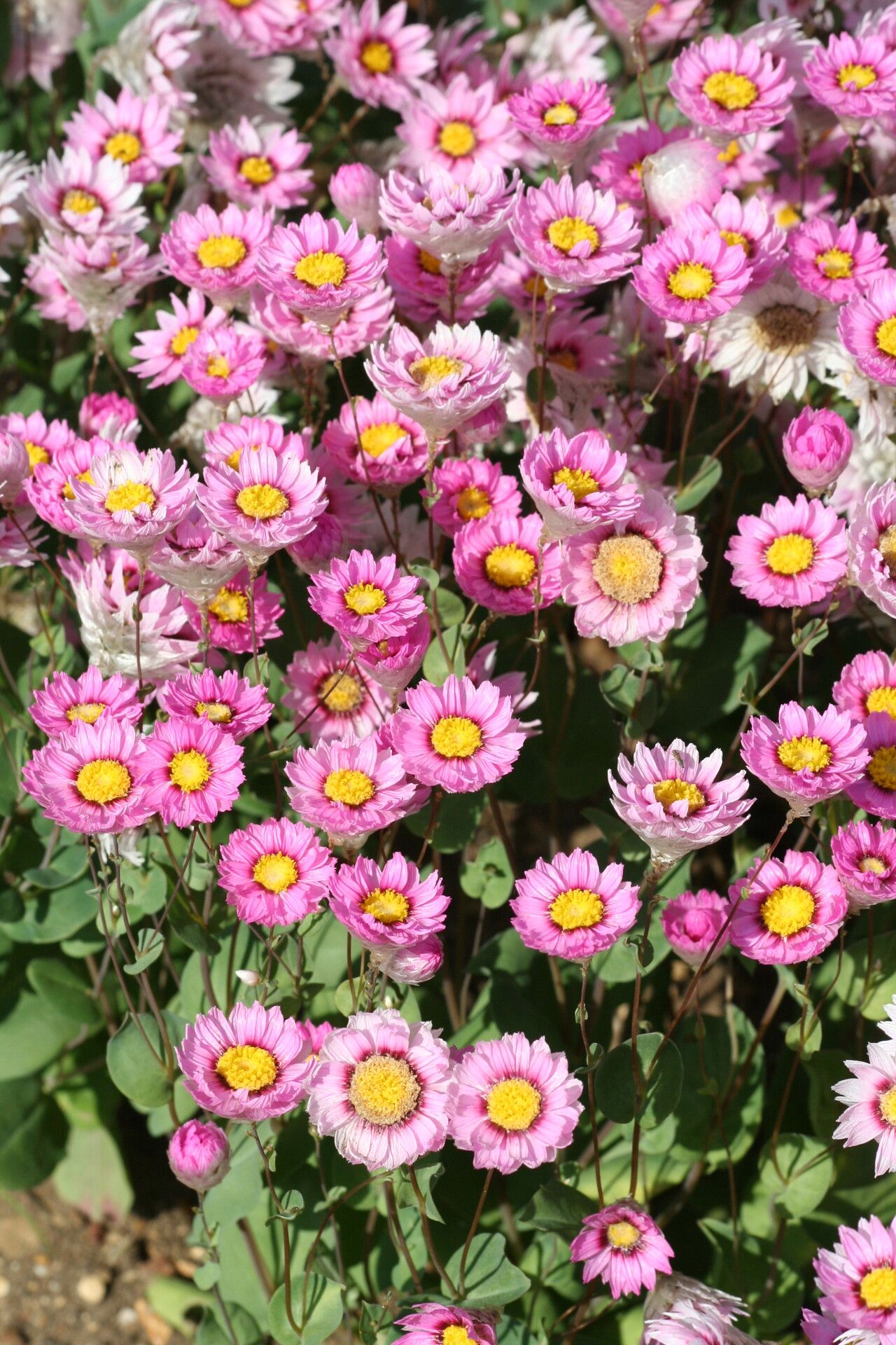 Rhodanthe manglesii flower