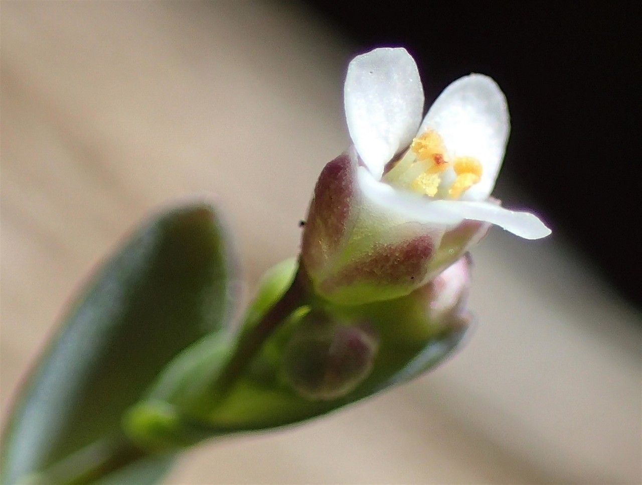 Thlaspi perfoliatum flower