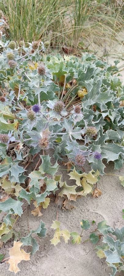 Eryngium maritimum flower