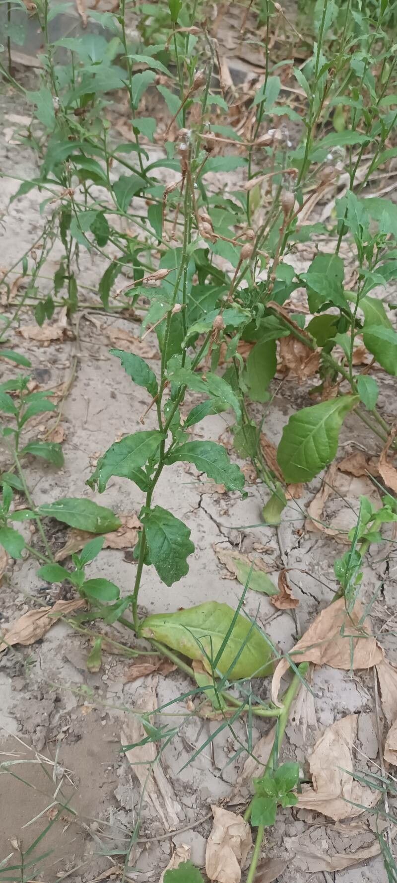 Nicotiana plumbaginifolia — search result for 'Nicotiana'