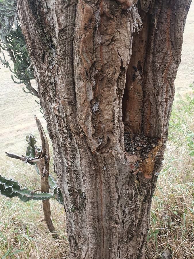 Euphorbia bussei bark