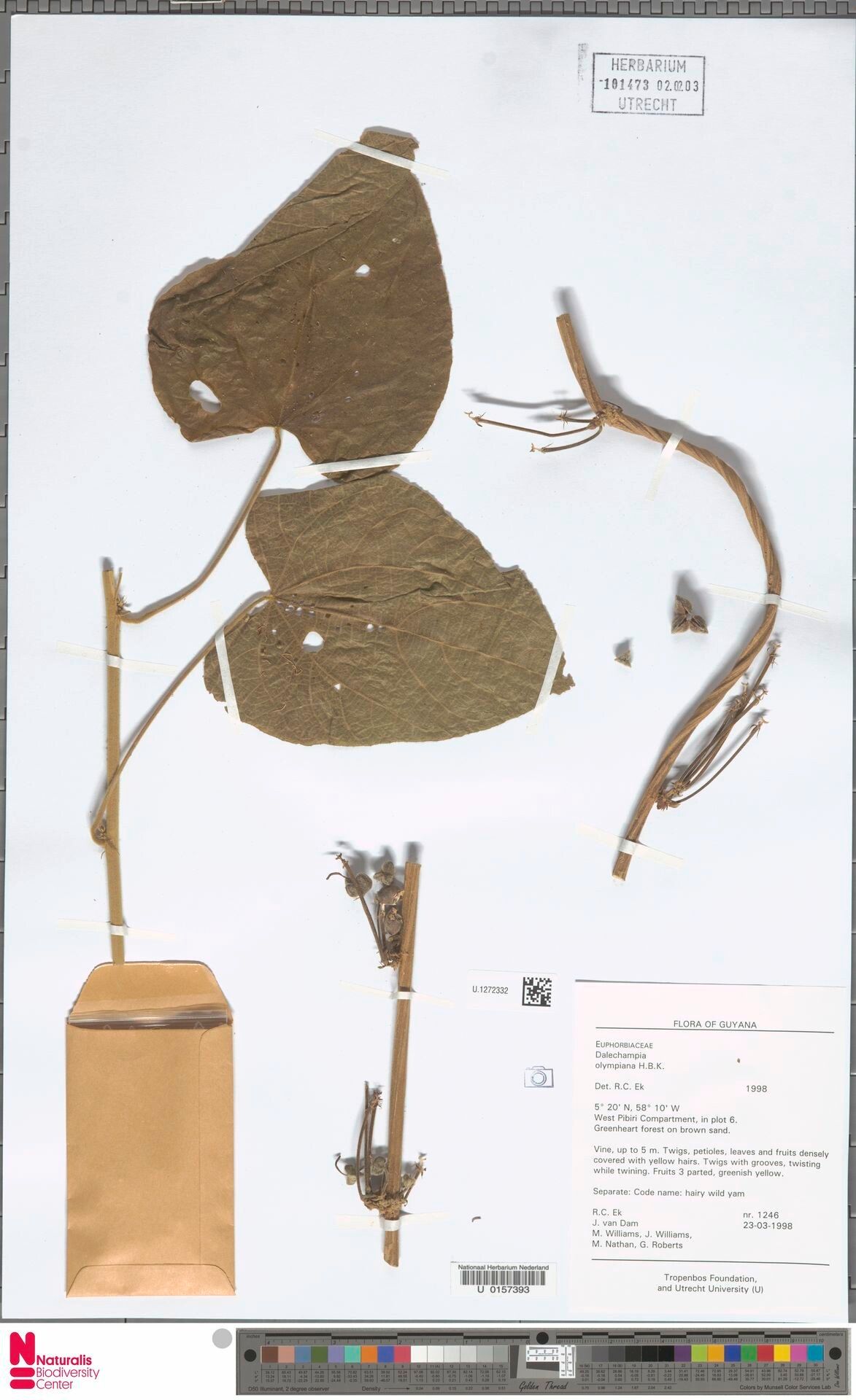 Dalechampia olympiana — houseplant care guide