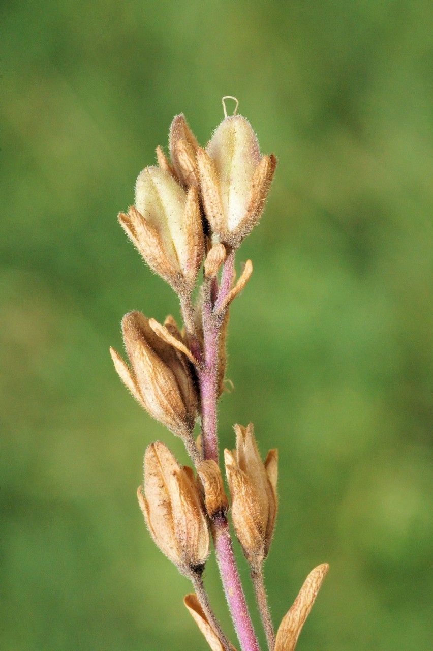 Veronica fruticans fruit