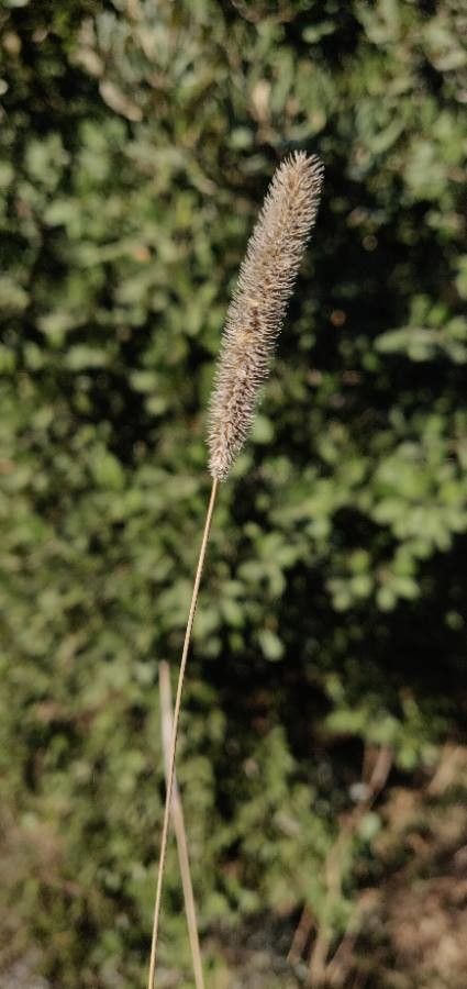 Phleum pratense fruit
