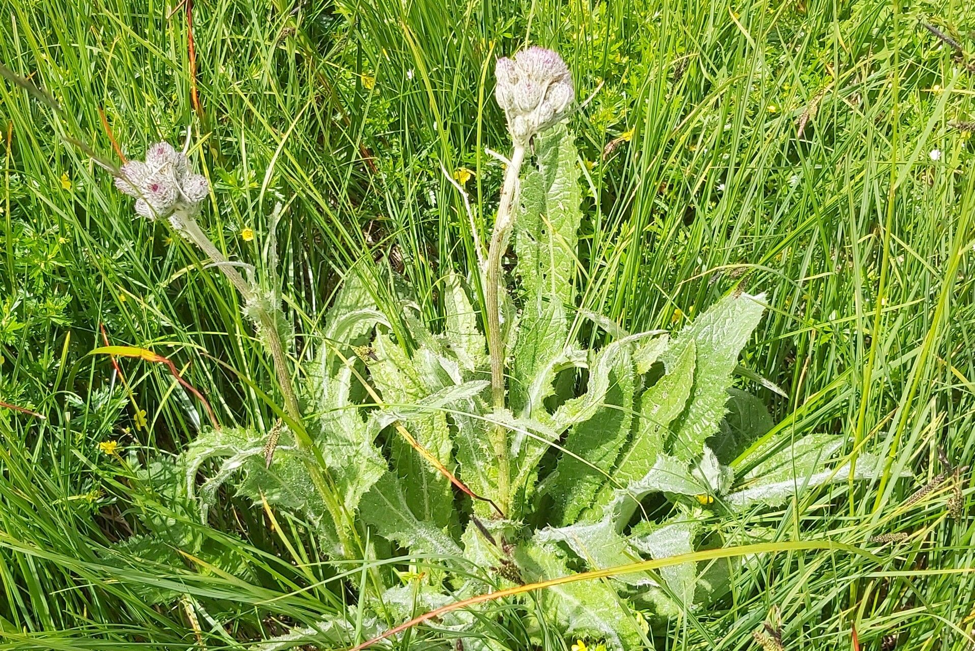 Cirsium heterotrichum — search result for 'Cirsium'