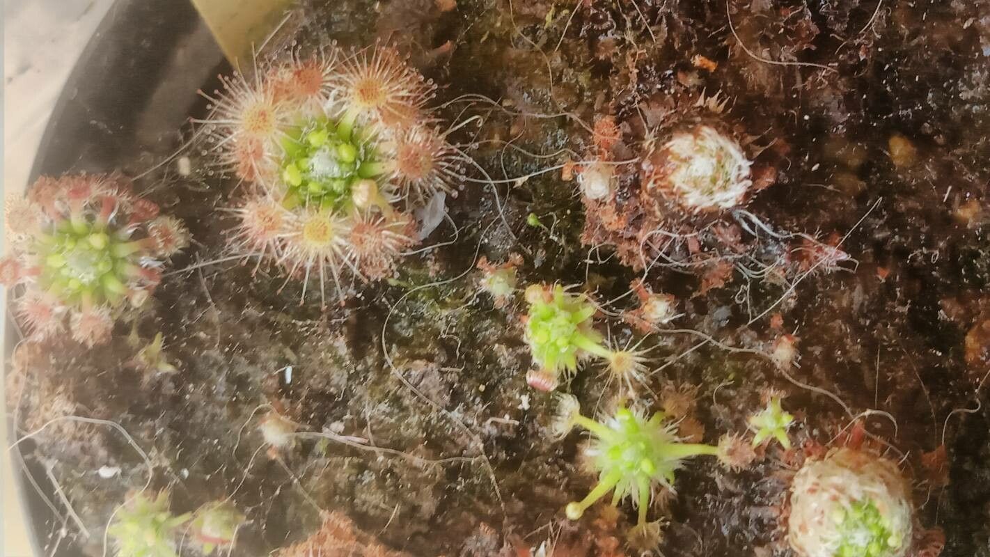 Drosera leucoblasta — houseplant care guide